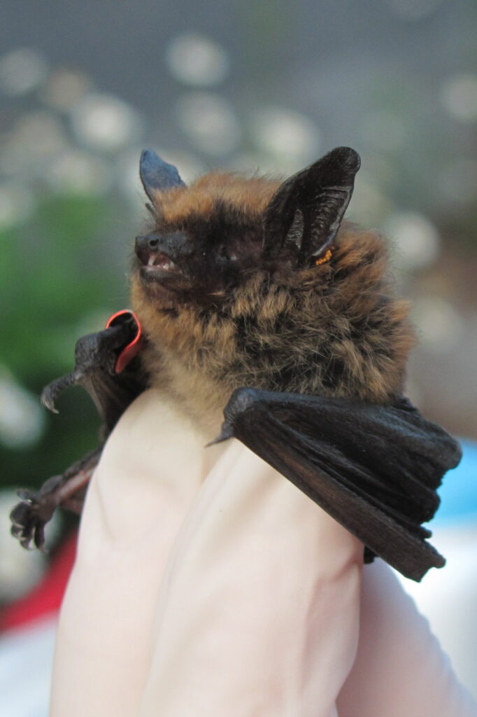 Eastern SmallFooted Bat (Myotis leibii) North Carolina Bat Working Group