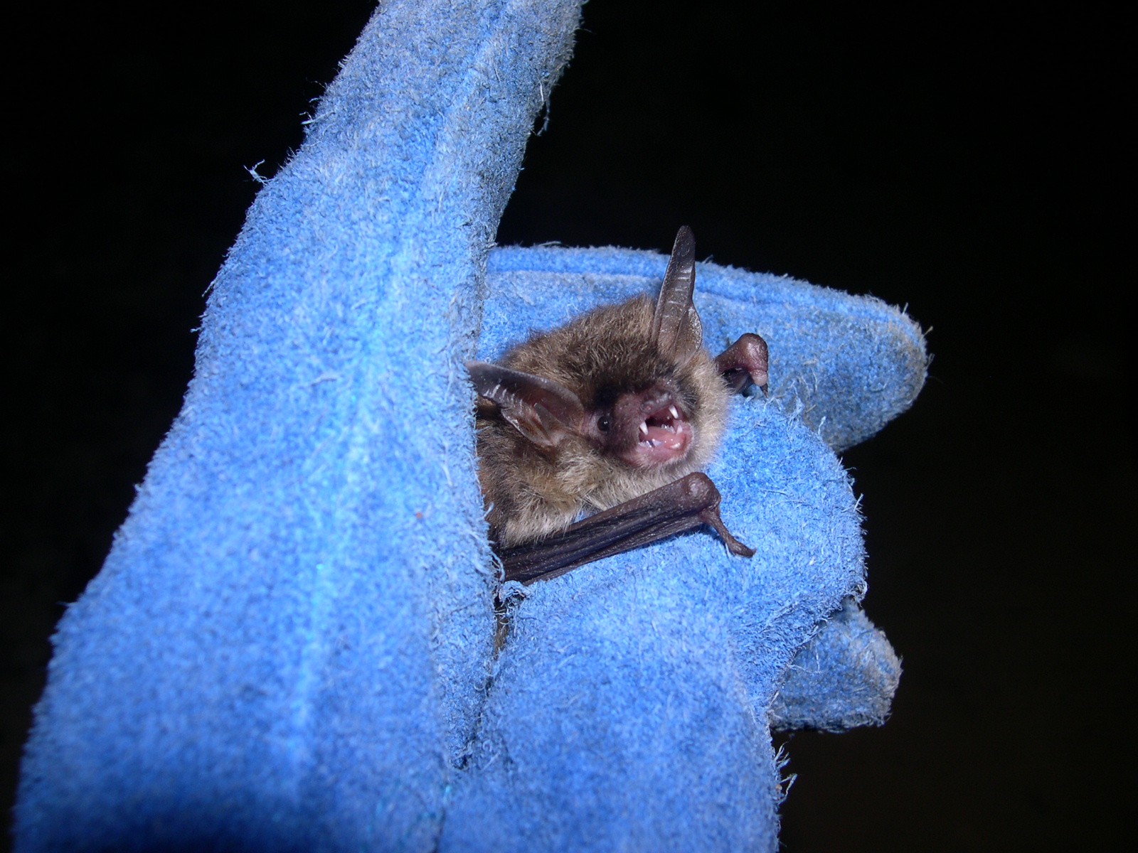 Northern Longeared Bat (Myotis septentrionalis) North Carolina Bat