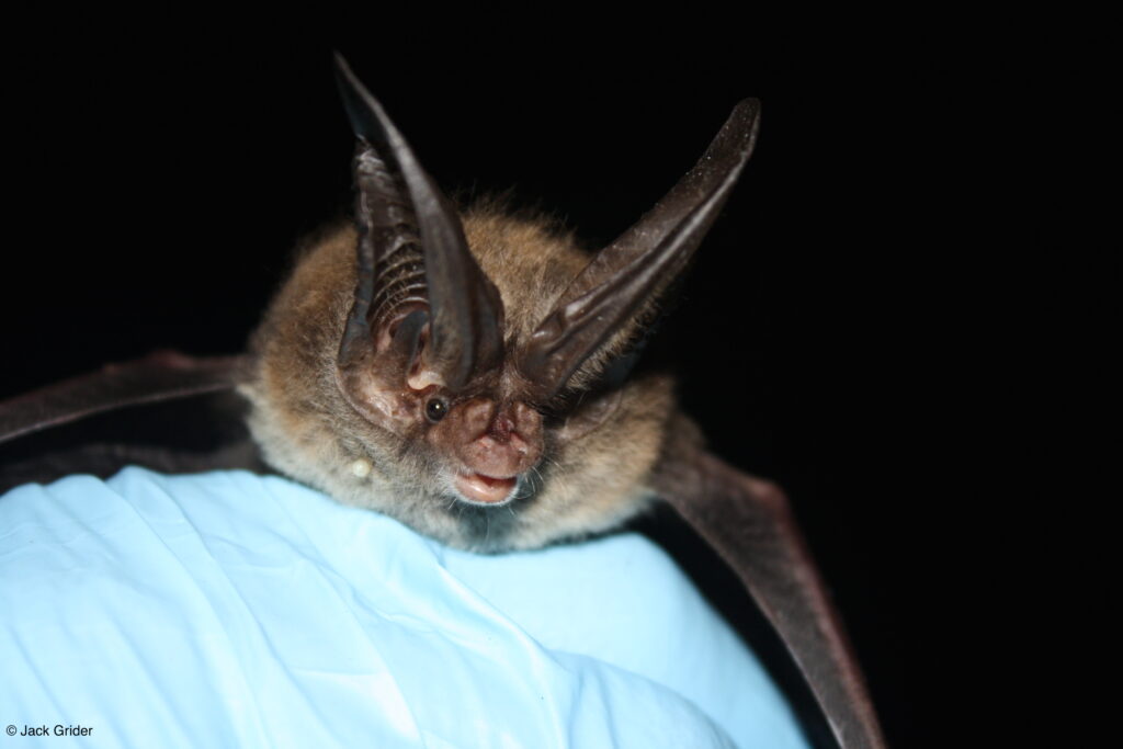 Rafinesque’s Bigeared Bat (Corynorhinus rafinesquii) North Carolina