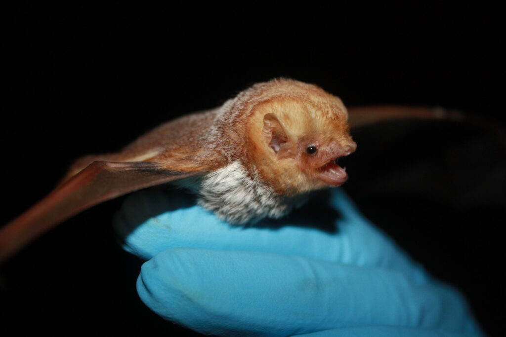 Eastern Red Bat (Lasiurus borealis) North Carolina Bat Working Group