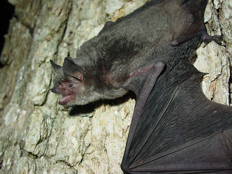 Gray Bat (Myotis grisescens) North Carolina Bat Working Group