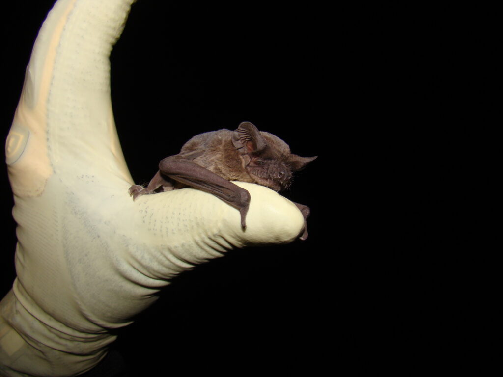 Mexican Freetailed Bat (Tadarida brasiliensis) North Carolina Bat