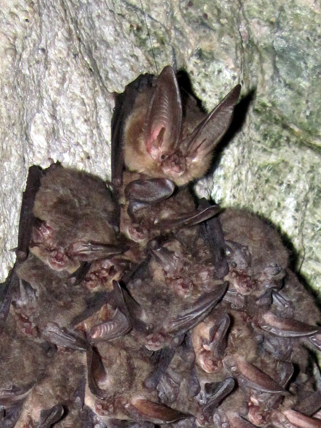 Virginia Bigeared Bat (Corynorhinus townsendii virginianus) North