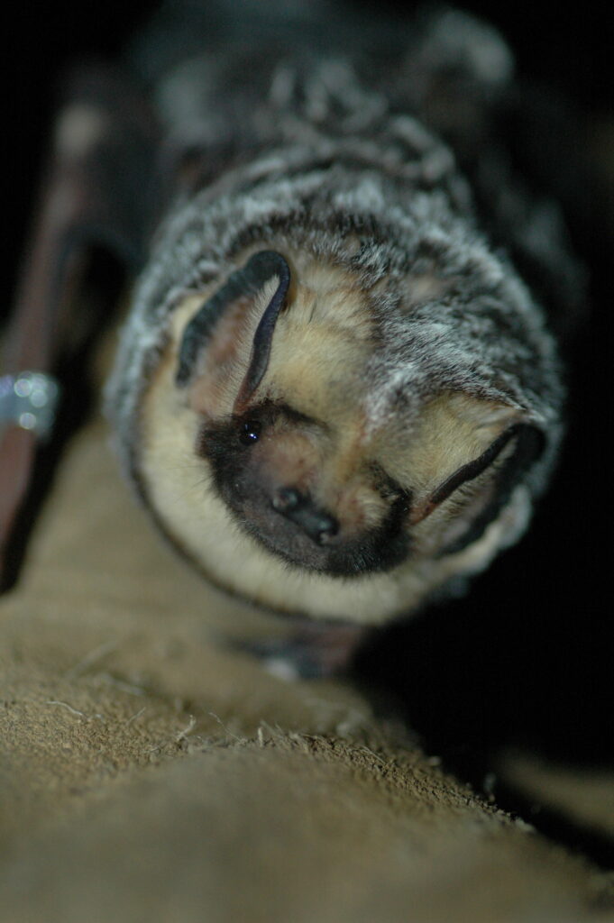 Hoary Bat (Lasiurus cinereus) North Carolina Bat Working Group
